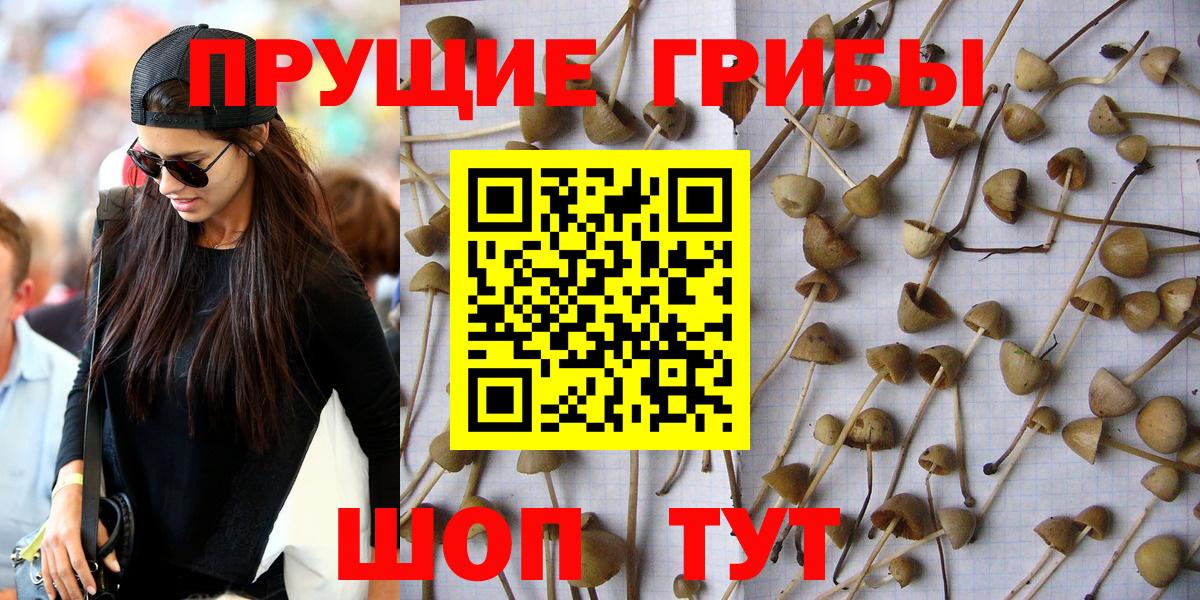Галлюциногенные грибы мицелий Отрадный